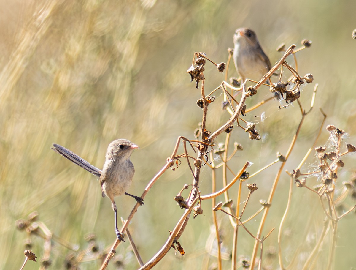 White-winged Fairywren - Pedro Nicolau