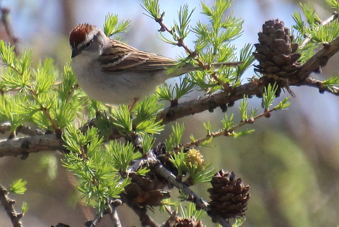 Chipping Sparrow - Elaine Cassidy