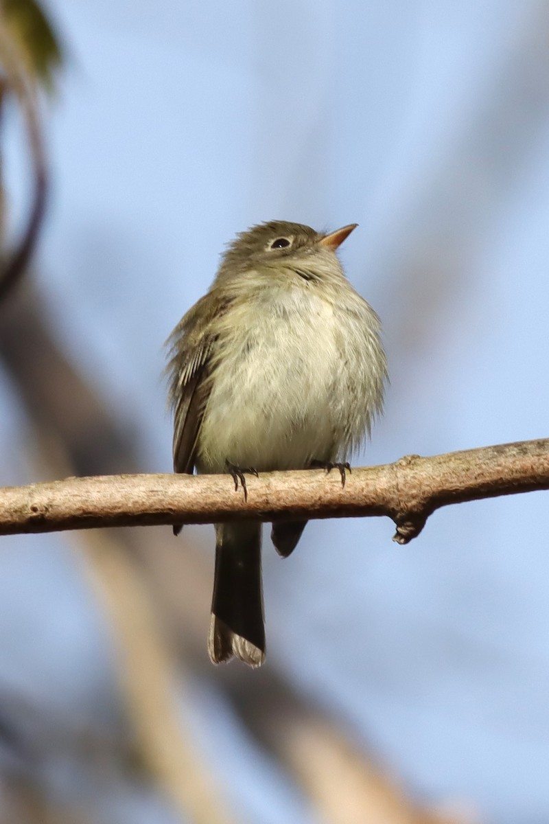 Least Flycatcher - Margaret Viens