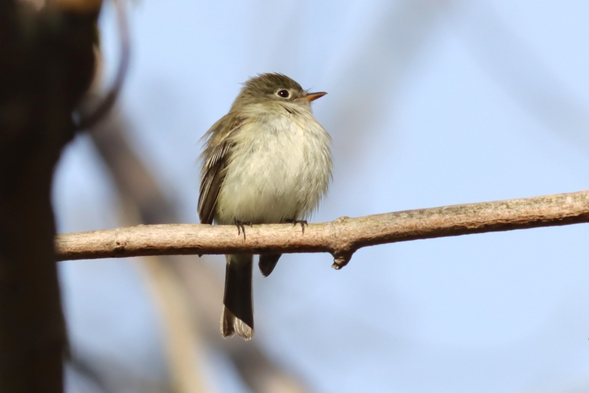 Least Flycatcher - Margaret Viens