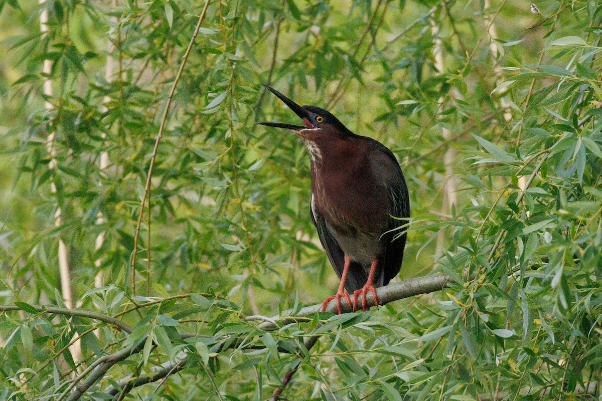 Green Heron - Kyle Smith