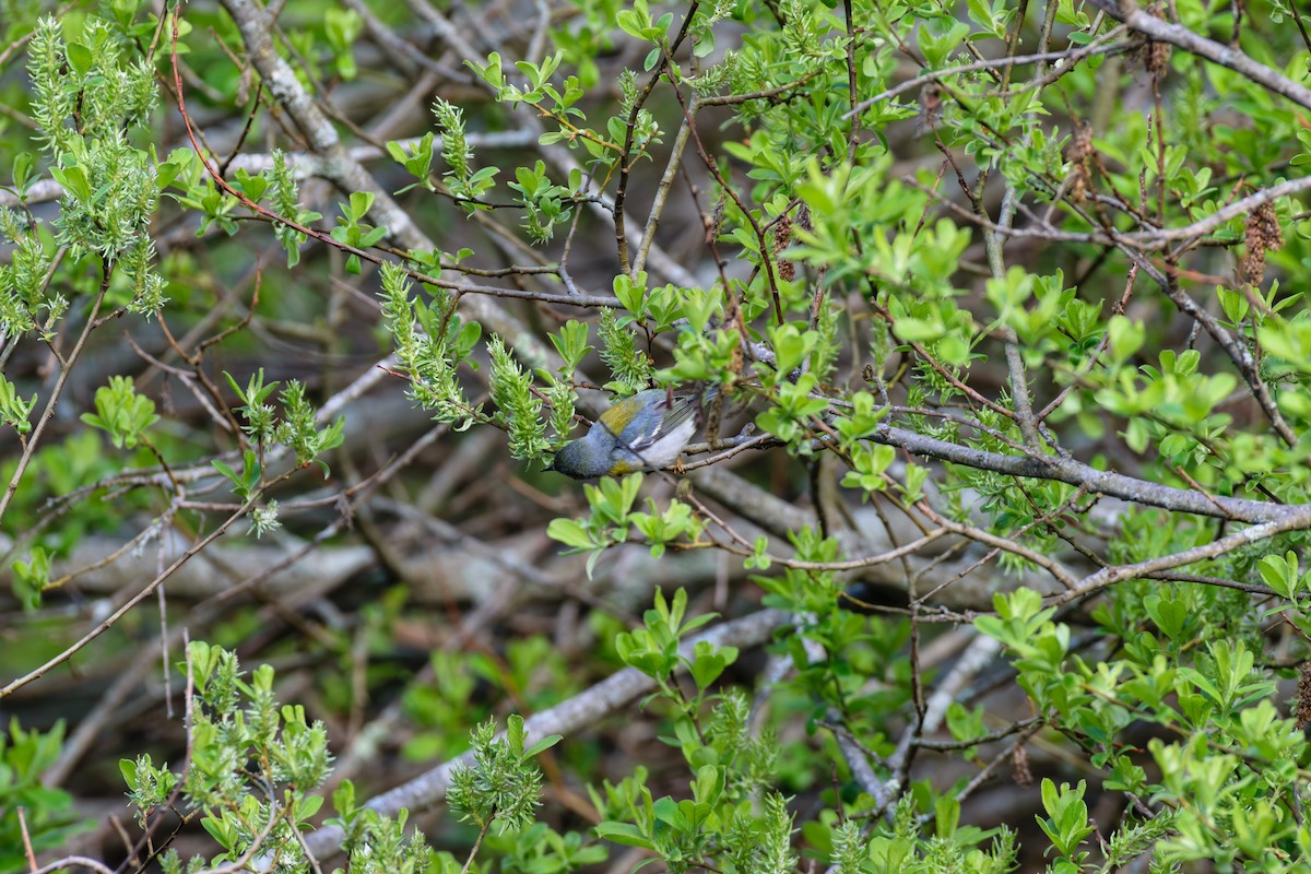 Northern Parula - Andrew W.