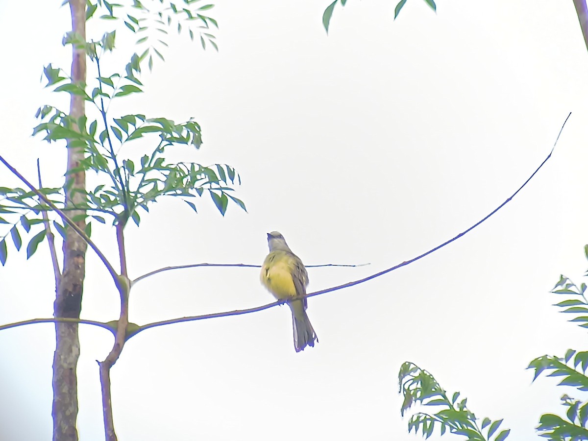 Western Kingbird - ML618839302