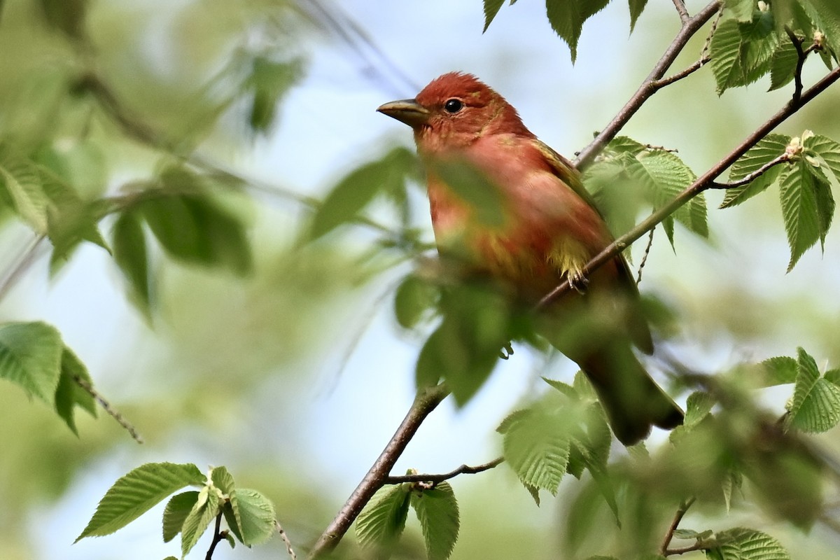 Summer Tanager - Michele Carnerie