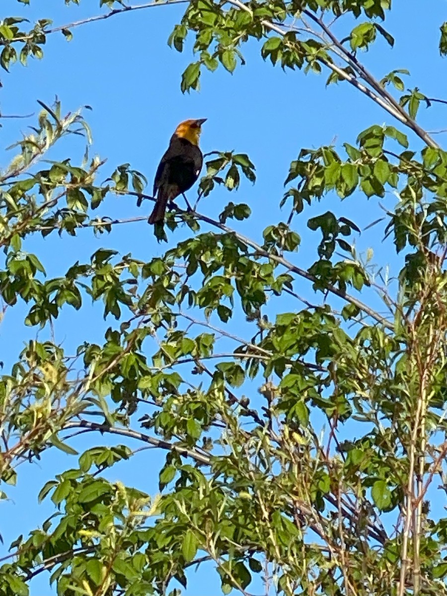 Yellow-headed Blackbird - Val Landwehr