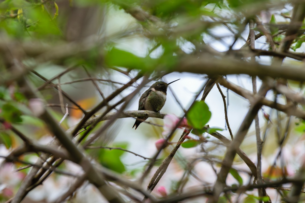 Ruby-throated Hummingbird - Andrew W.