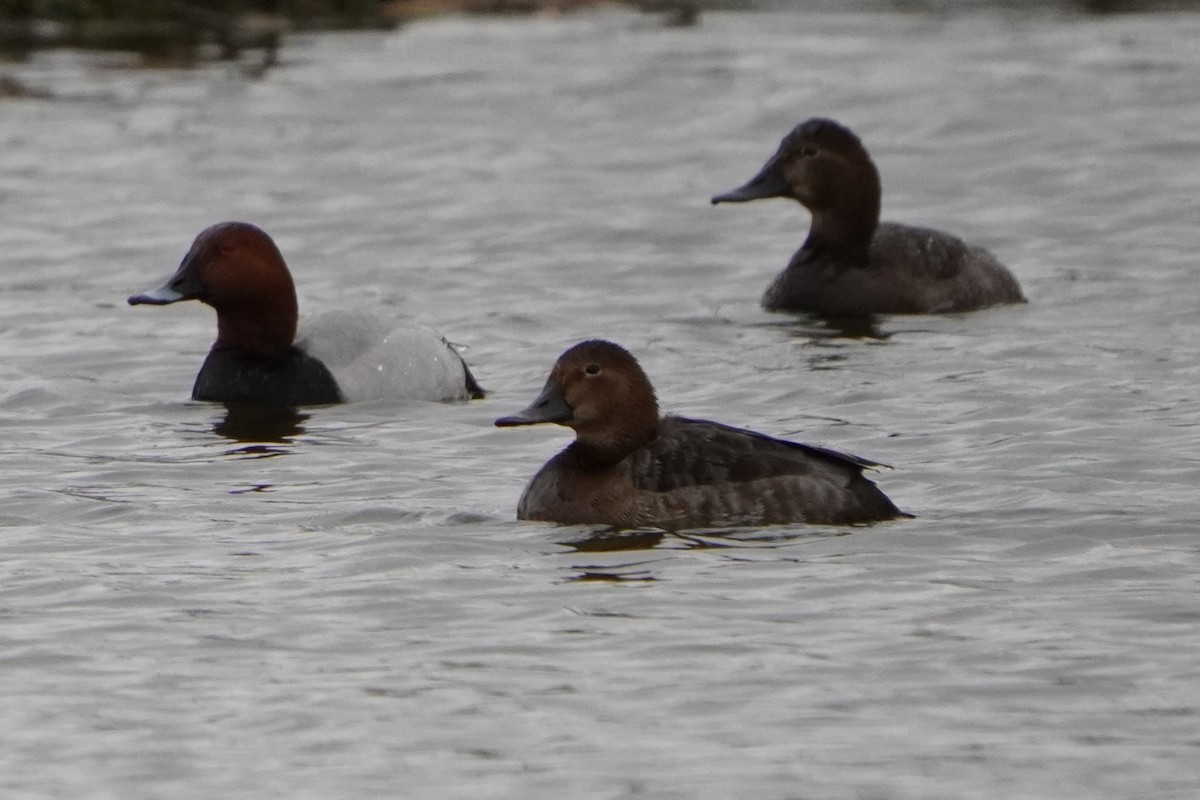 Common Pochard - Anna Guliaeva