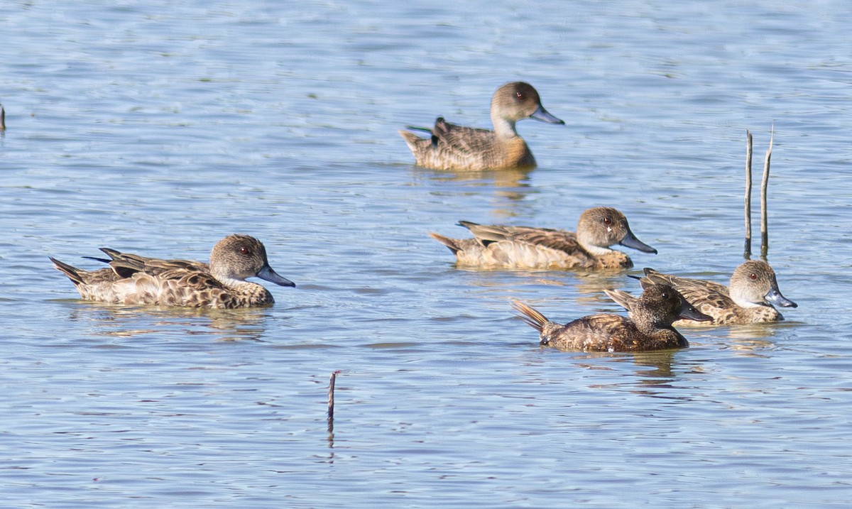 Blue-billed Duck - Pedro Nicolau