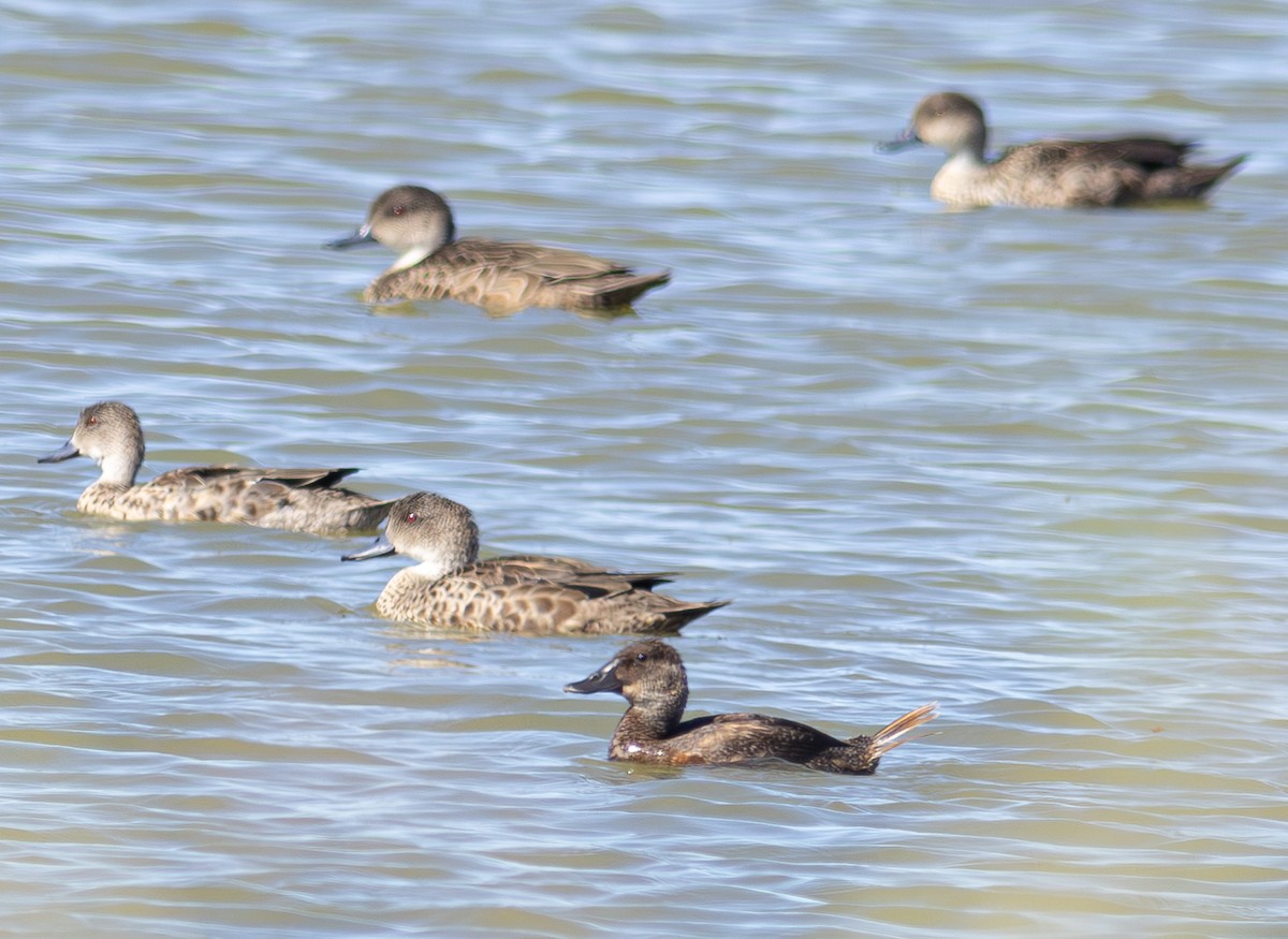 Blue-billed Duck - Pedro Nicolau