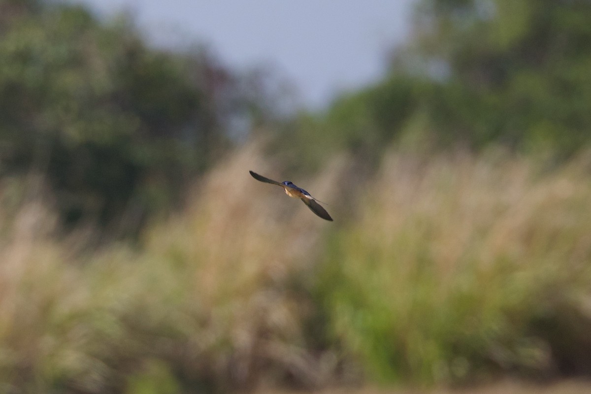 Barn Swallow - Michael St John