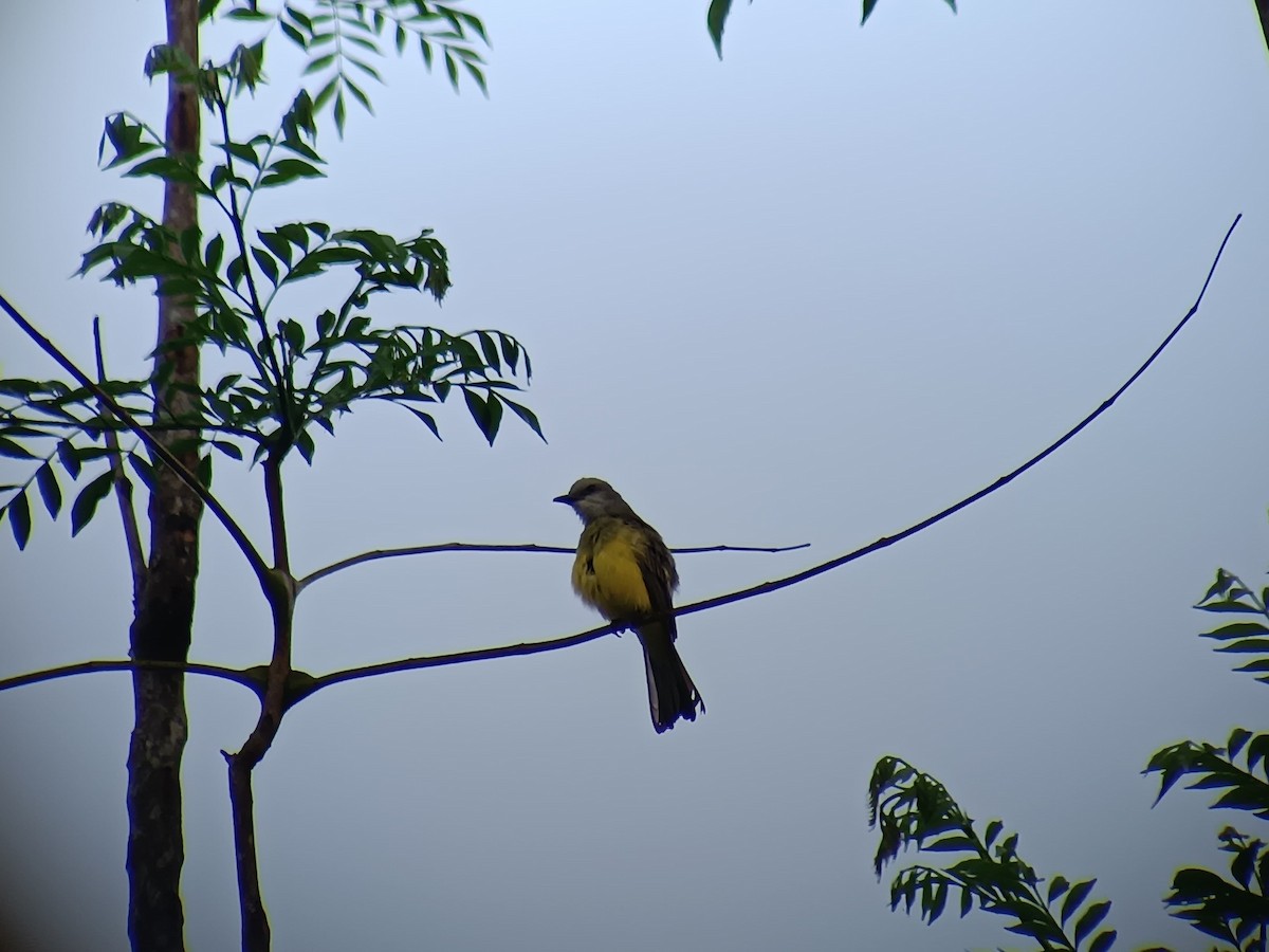 Western Kingbird - ML618839327