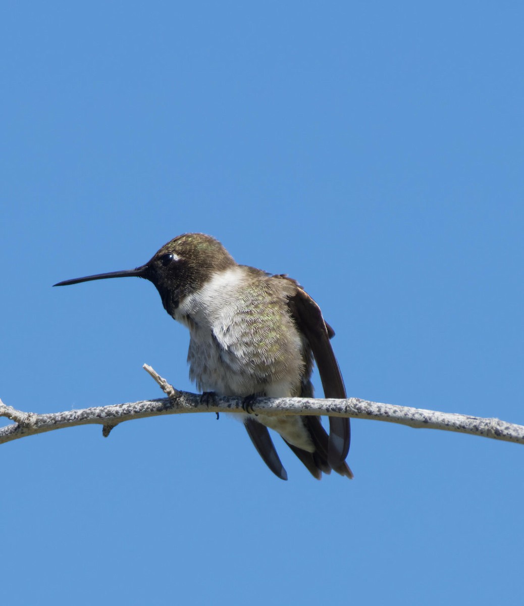 Black-chinned Hummingbird - Leslie Holzmann