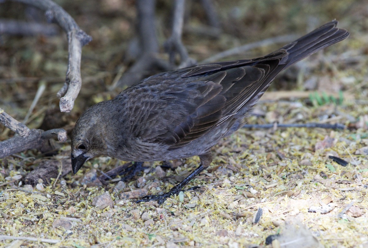 Brown-headed Cowbird - Leslie Holzmann