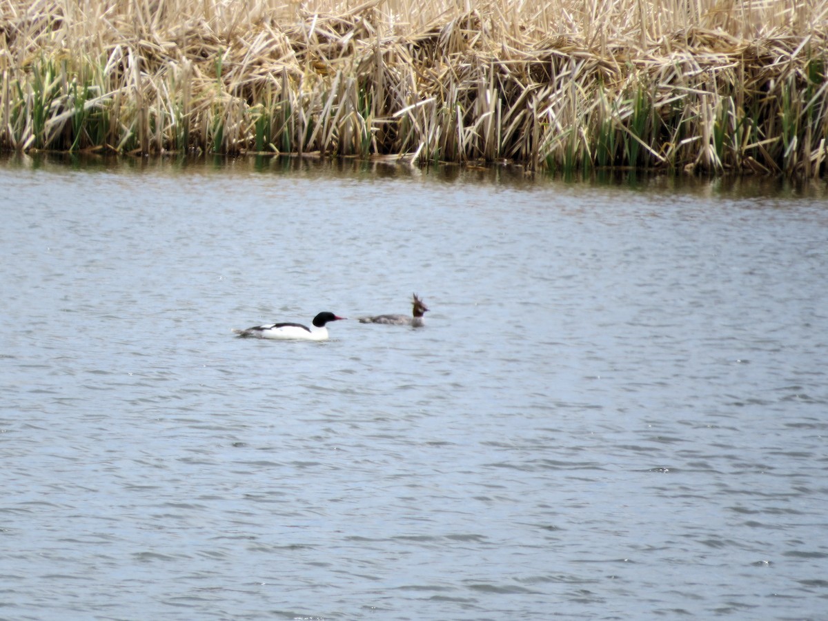 Common Merganser - Susan McAdams