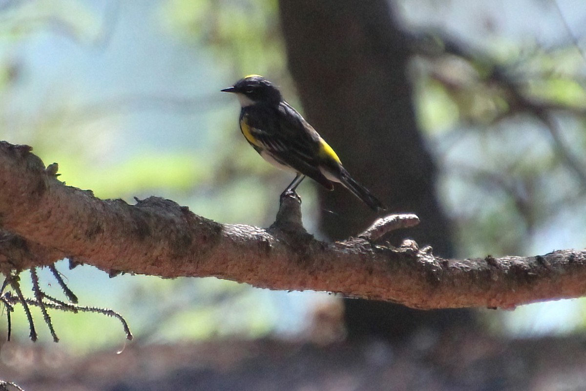 Yellow-rumped Warbler - Elaine Cassidy