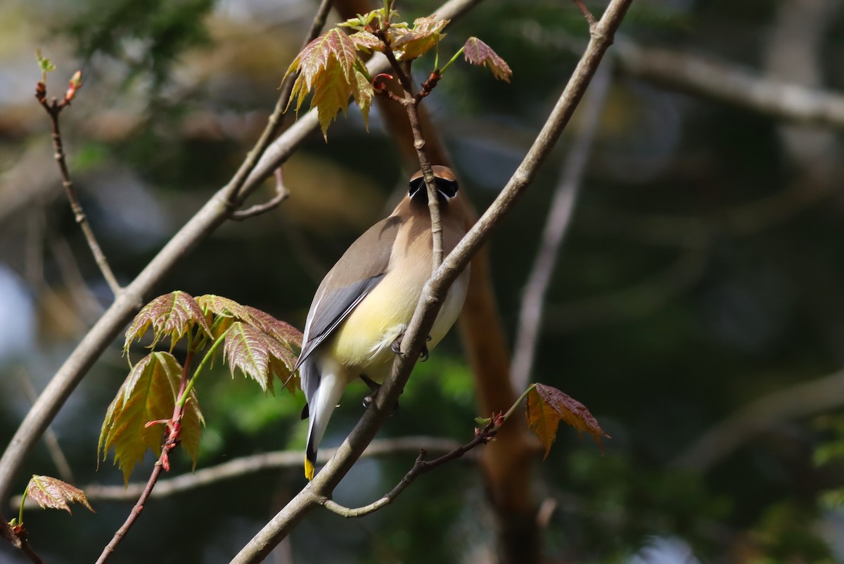 Cedar Waxwing - Margaret Viens