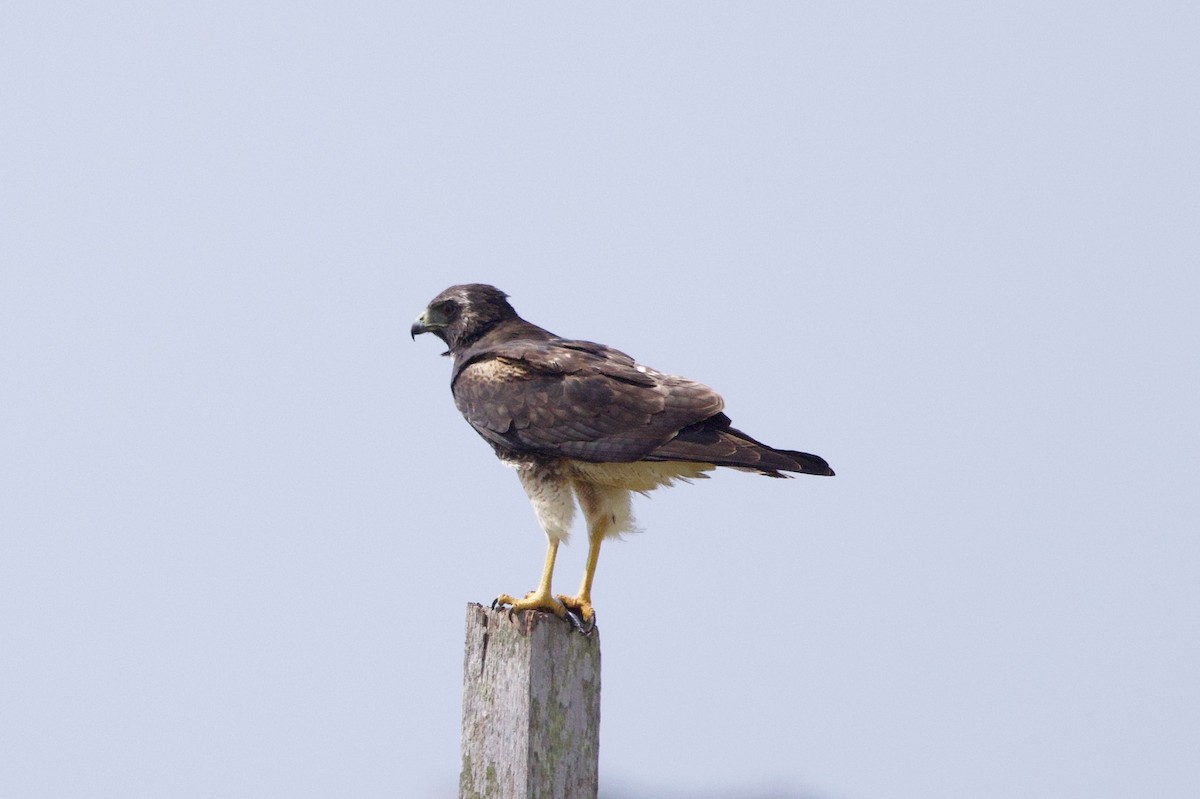 White-tailed Hawk - ML618839407