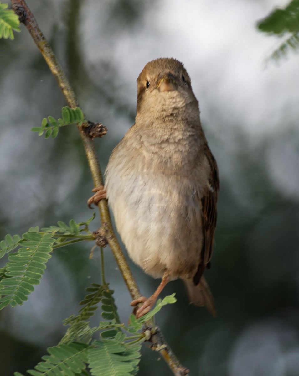 House Sparrow - Leslie Holzmann