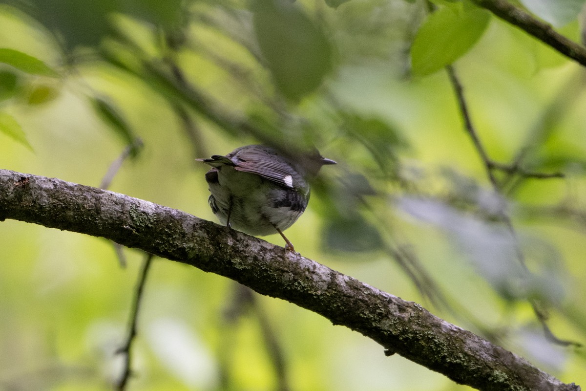 Black-throated Blue Warbler - Michael Barath