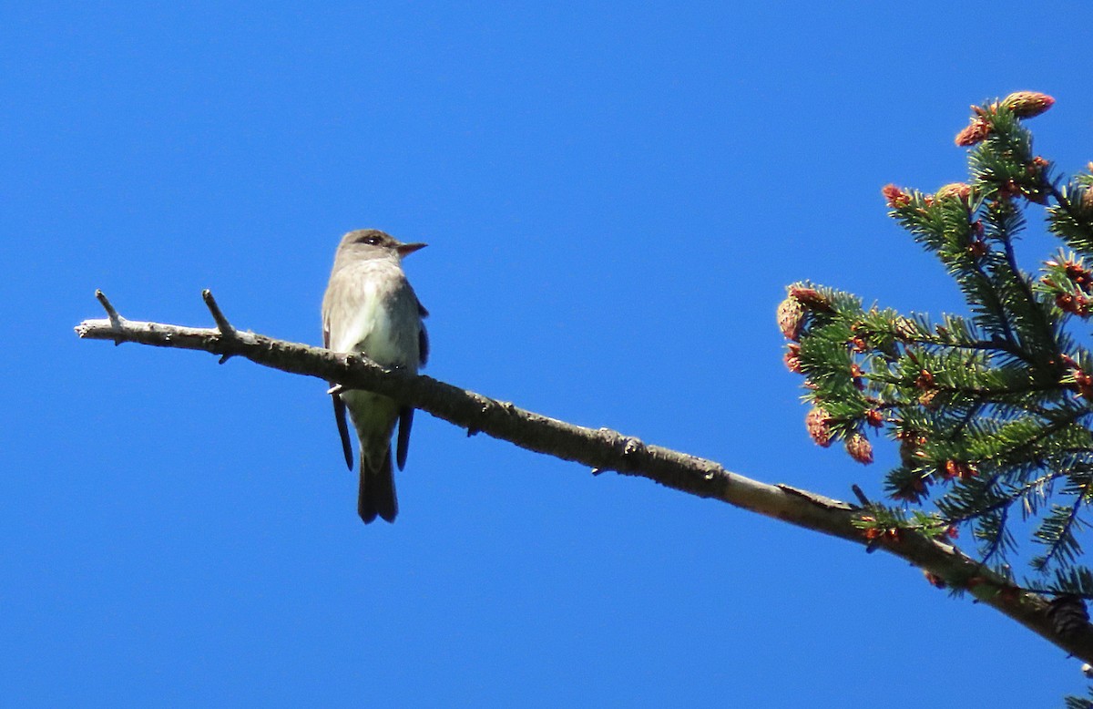 Olive-sided Flycatcher - Martha Keller