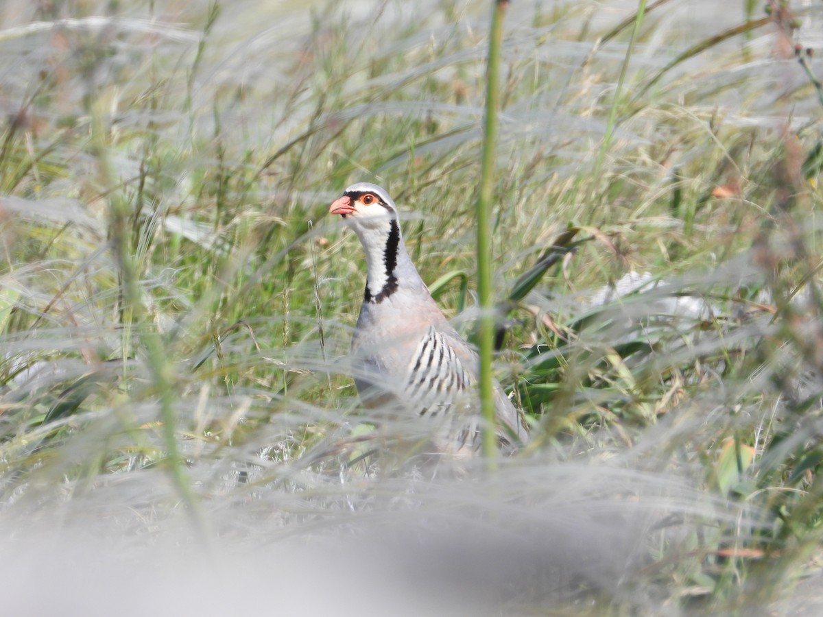 Rock Partridge - Croatia Birding