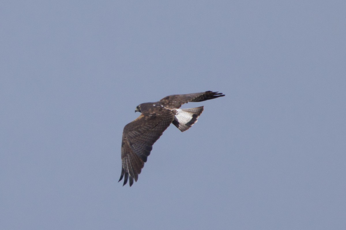 White-tailed Hawk - ML618839441