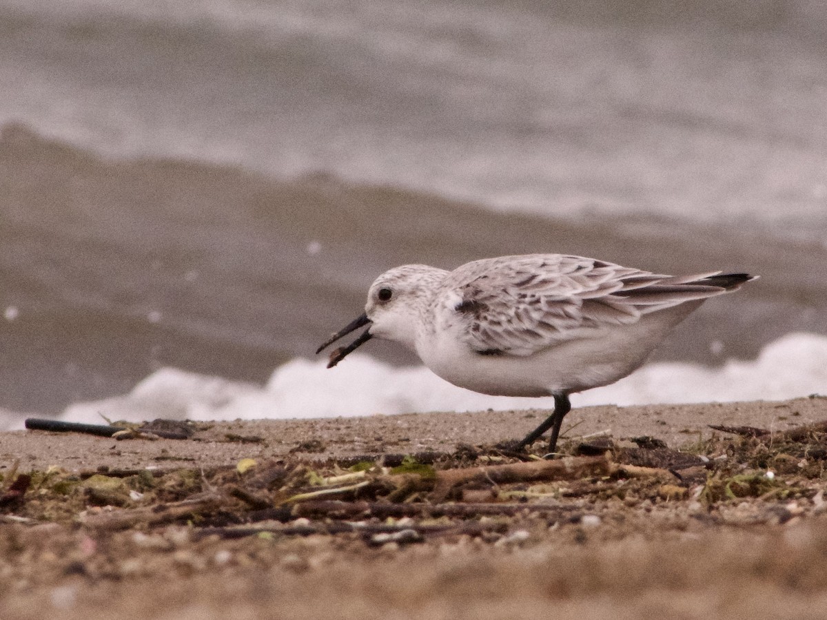 Sanderling - Josiah Stryd