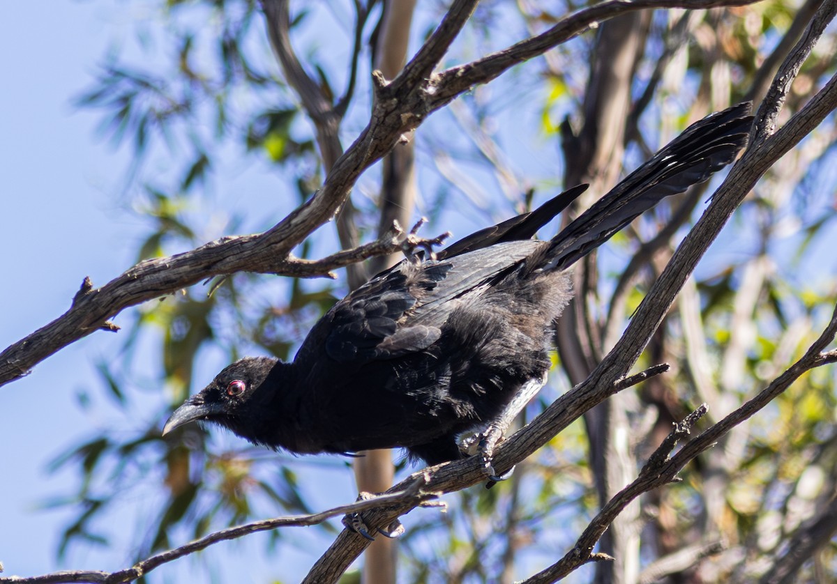 White-winged Chough - Pedro Nicolau