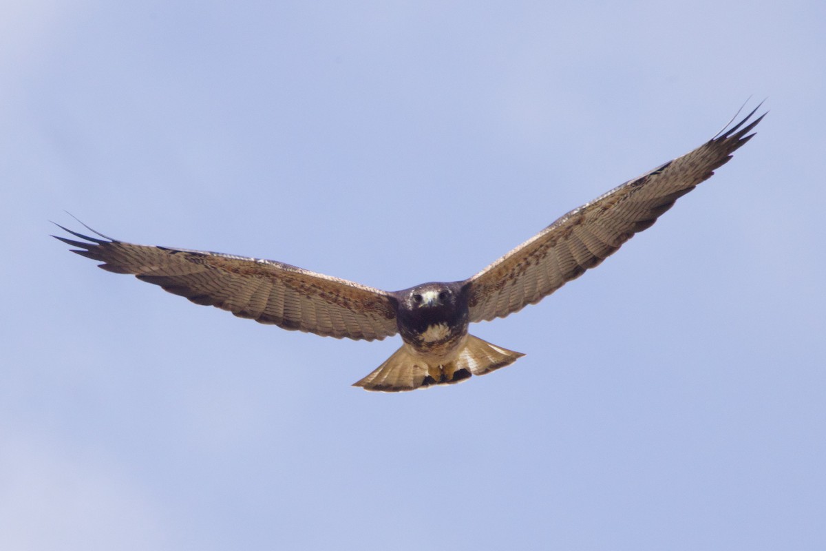 White-tailed Hawk - ML618839456