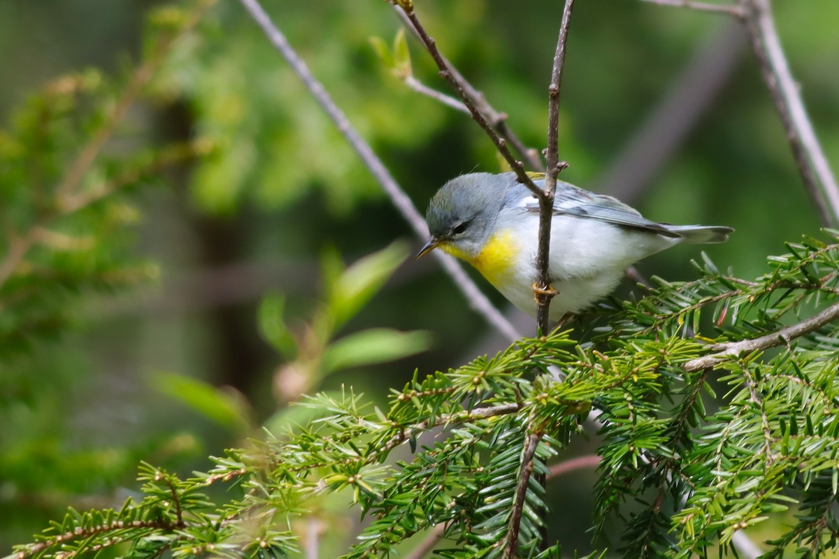 Northern Parula - ML618839463