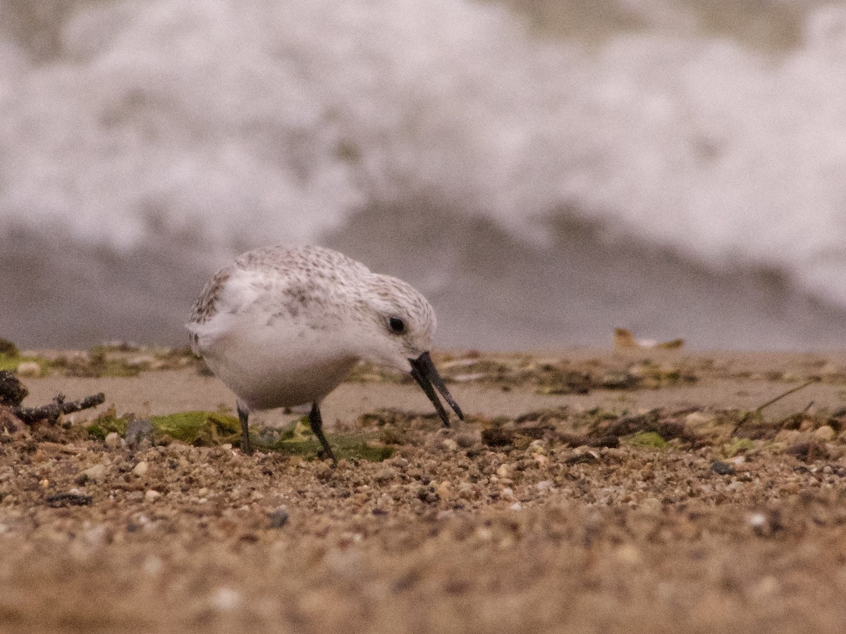 Sanderling - Josiah Stryd