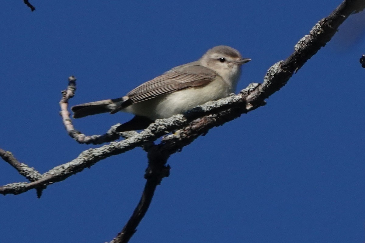 Warbling Vireo - ML618839470