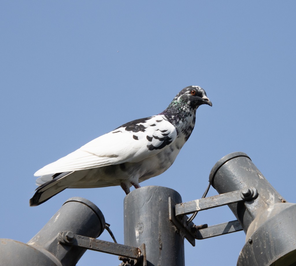 Rock Pigeon (Feral Pigeon) - Mary Yamashiro