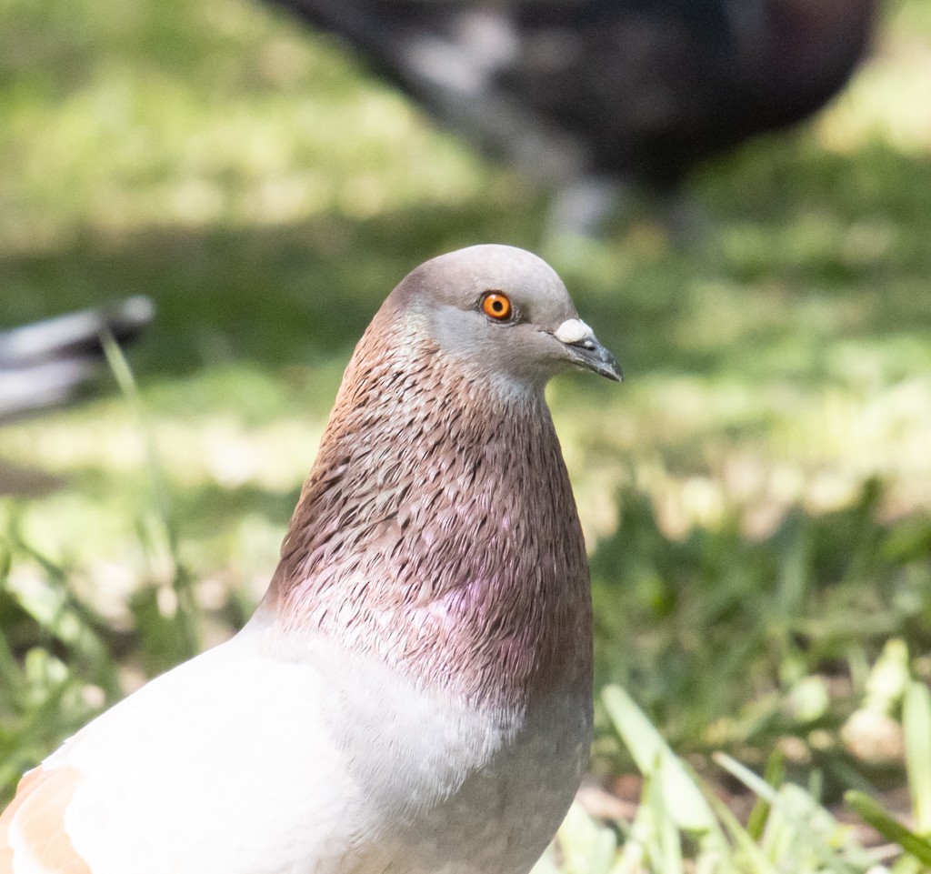 Rock Pigeon (Feral Pigeon) - Mary Yamashiro