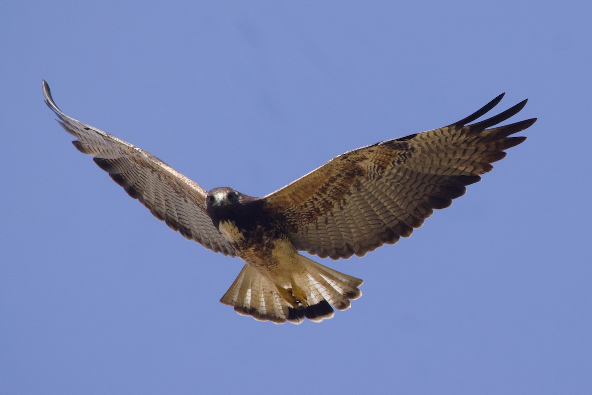 White-tailed Hawk - ML618839480