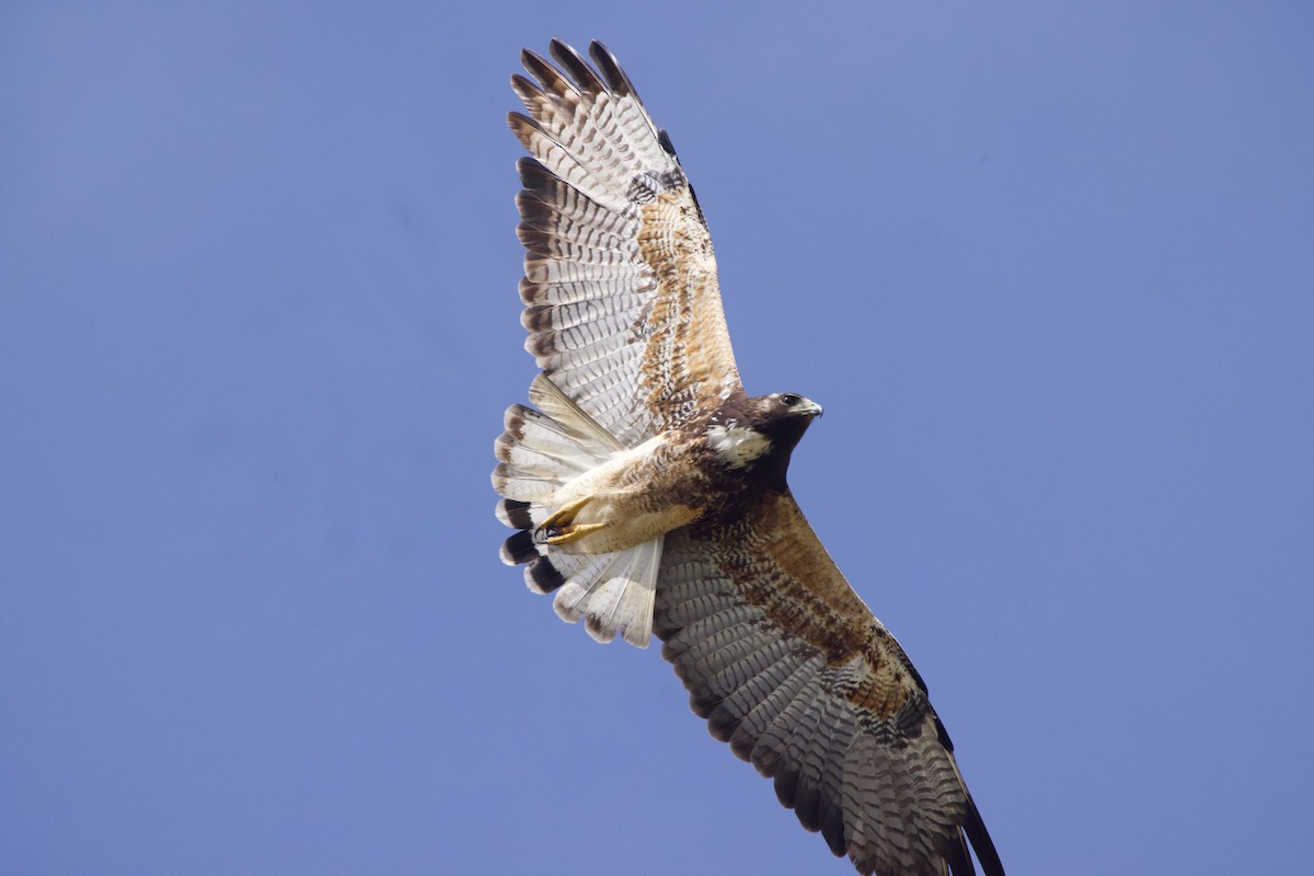 White-tailed Hawk - Michael St John