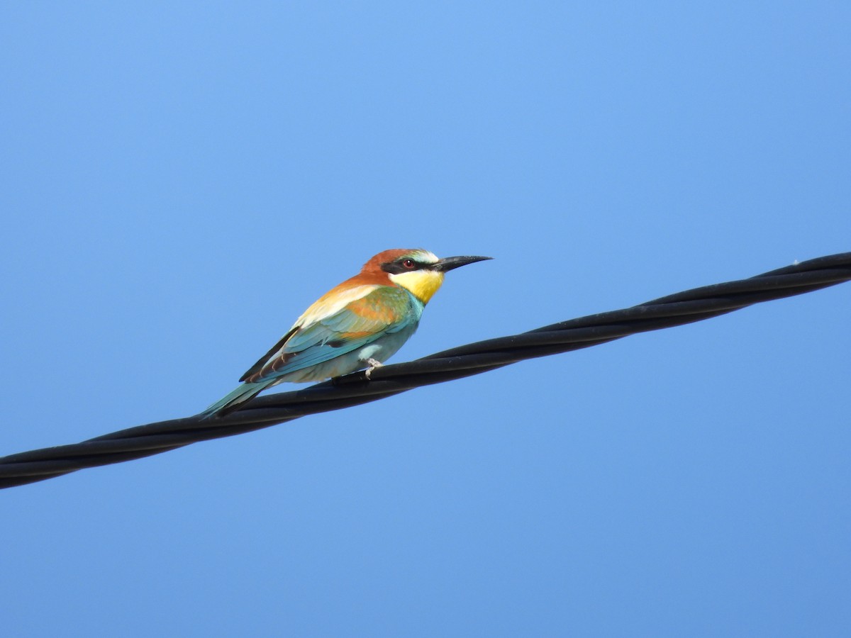 European Bee-eater - Josip Turkalj