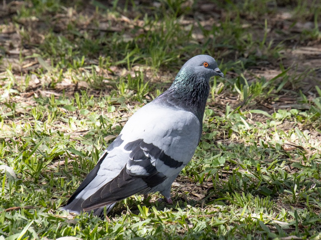 Rock Pigeon (Feral Pigeon) - Mary Yamashiro