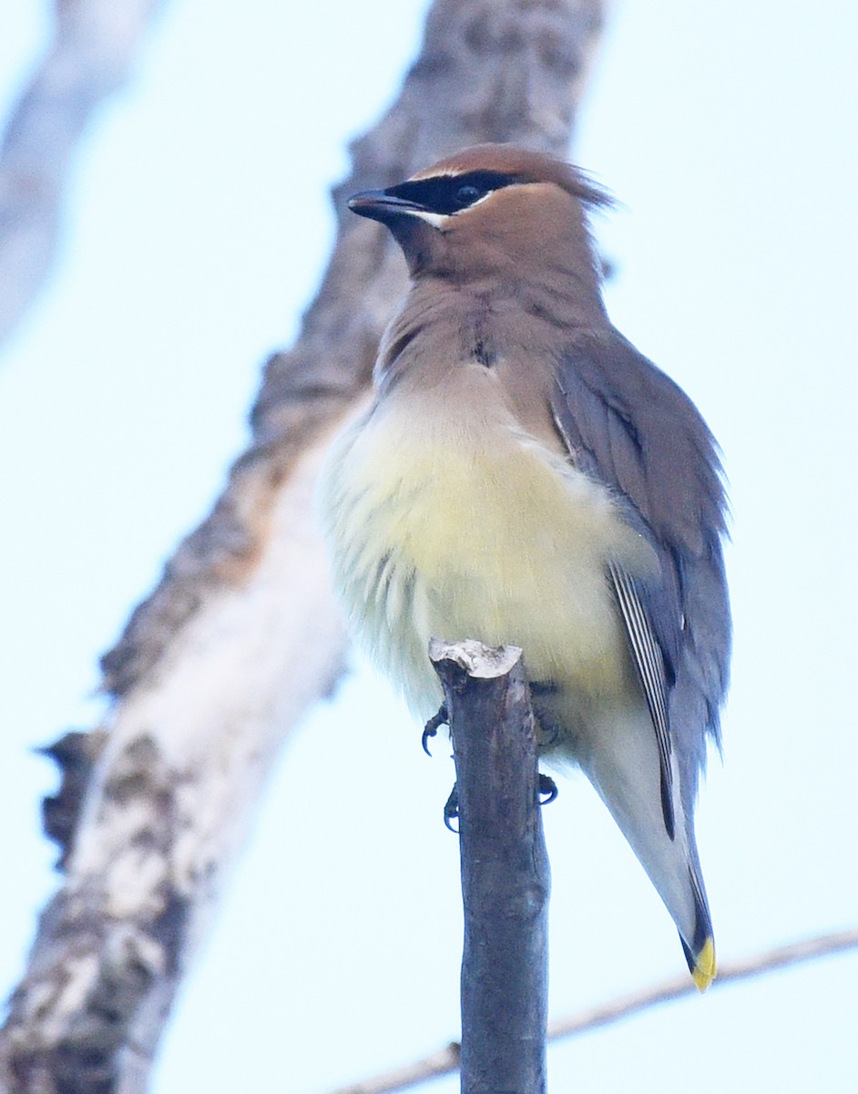 Cedar Waxwing - Steven Mlodinow