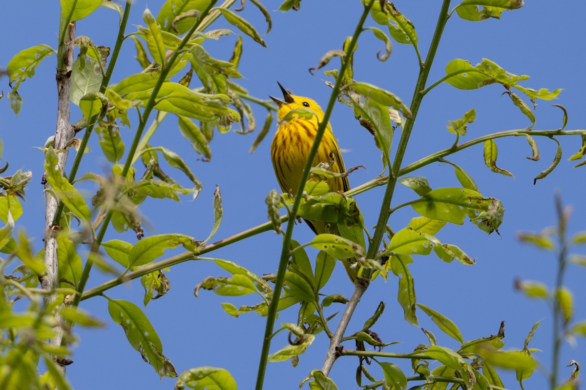 Yellow Warbler - Michael Barath