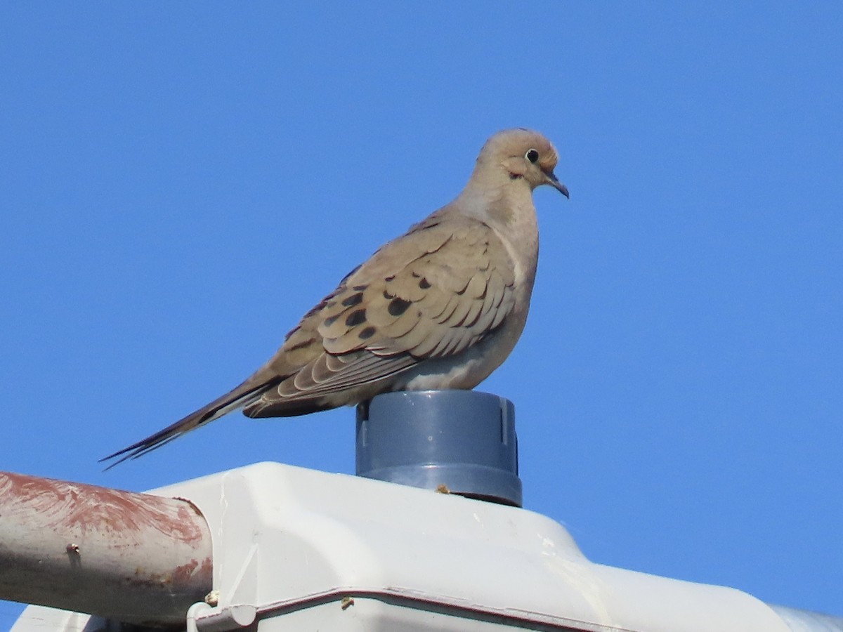 Mourning Dove - Alane Gray