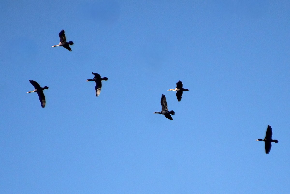 Double-crested Cormorant - Elaine Cassidy