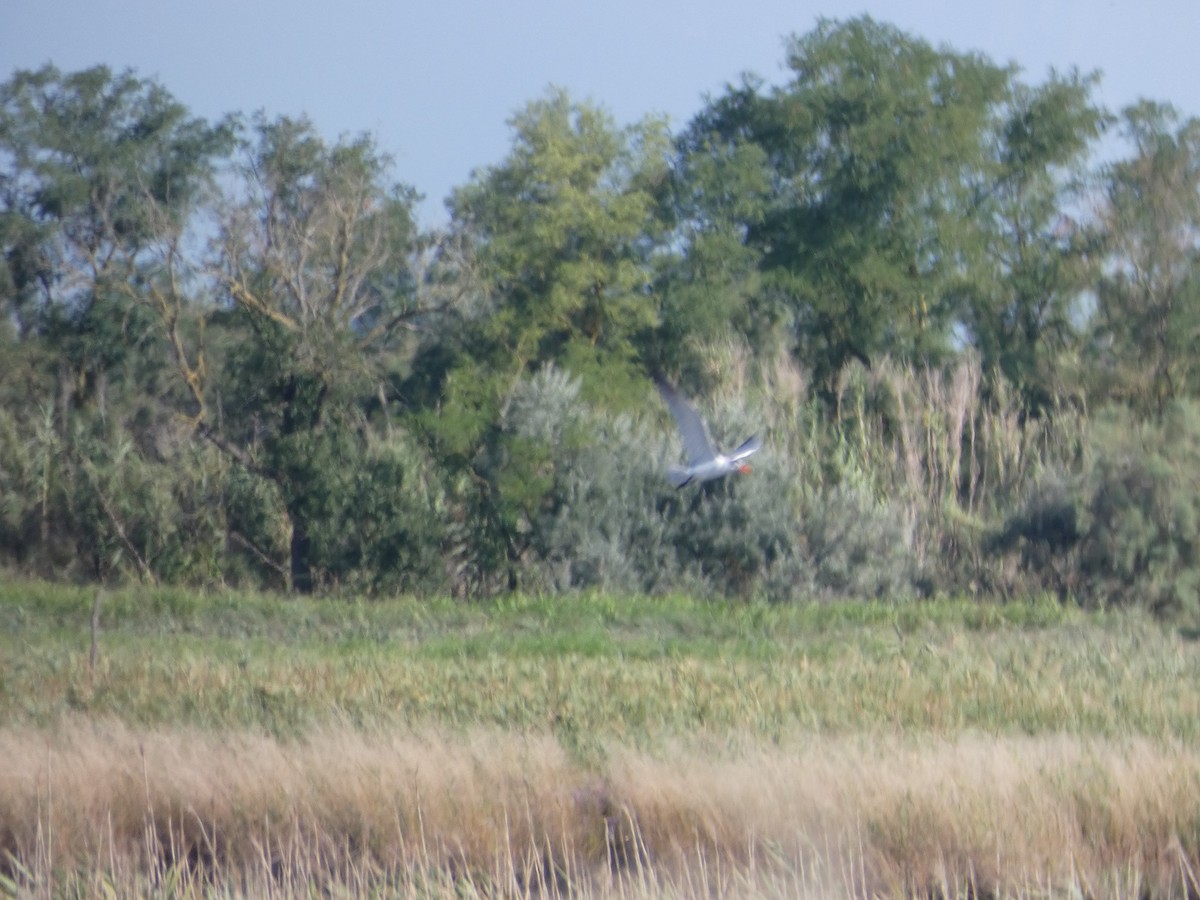 Caspian Tern - Marco Nunes