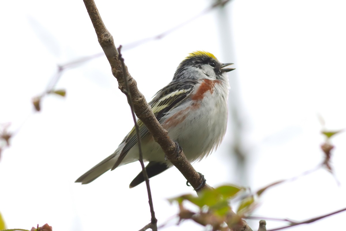 Chestnut-sided Warbler - Margaret Viens