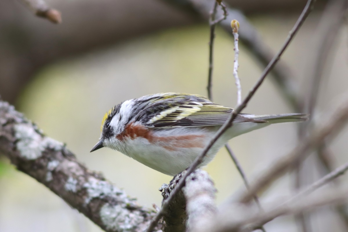 Chestnut-sided Warbler - Margaret Viens