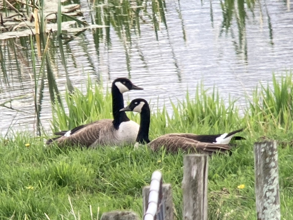 Canada Goose - André BERNARD