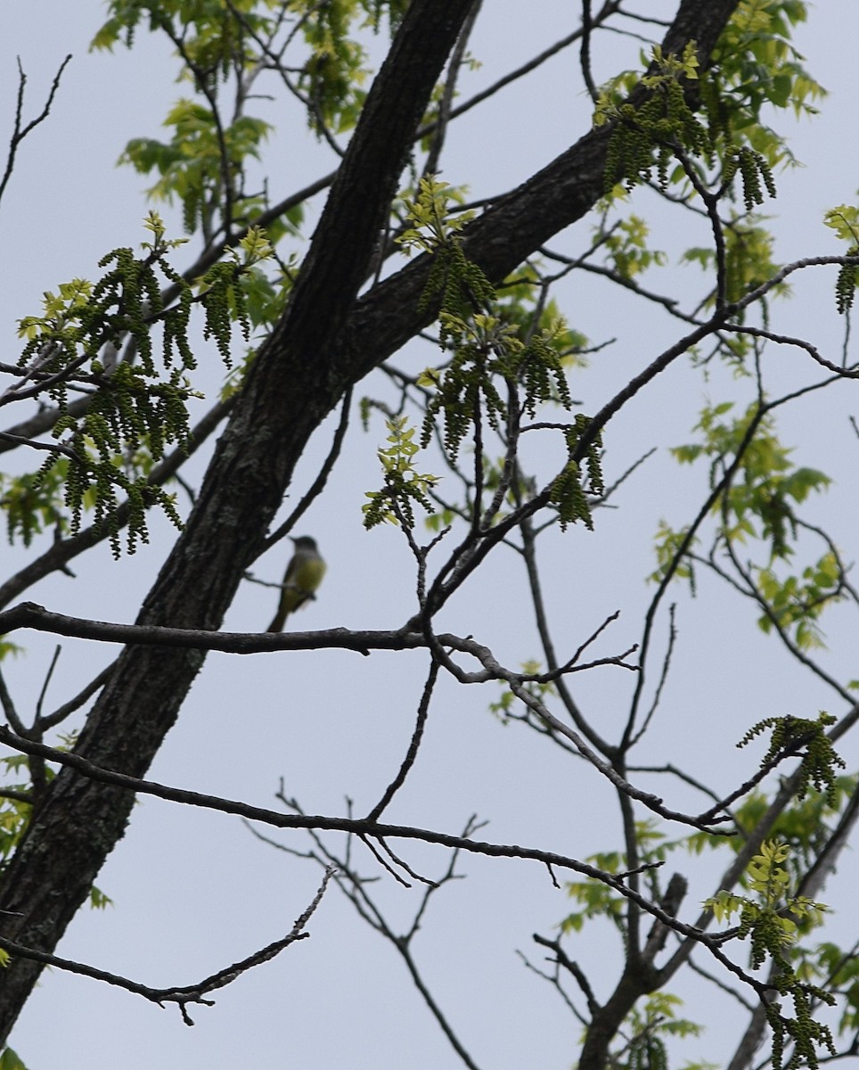 Great Crested Flycatcher - Constanza Ehrenhaus