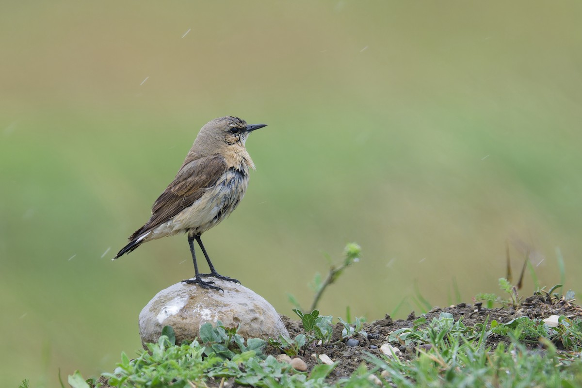 Isabelline Wheatear - Paul Maury