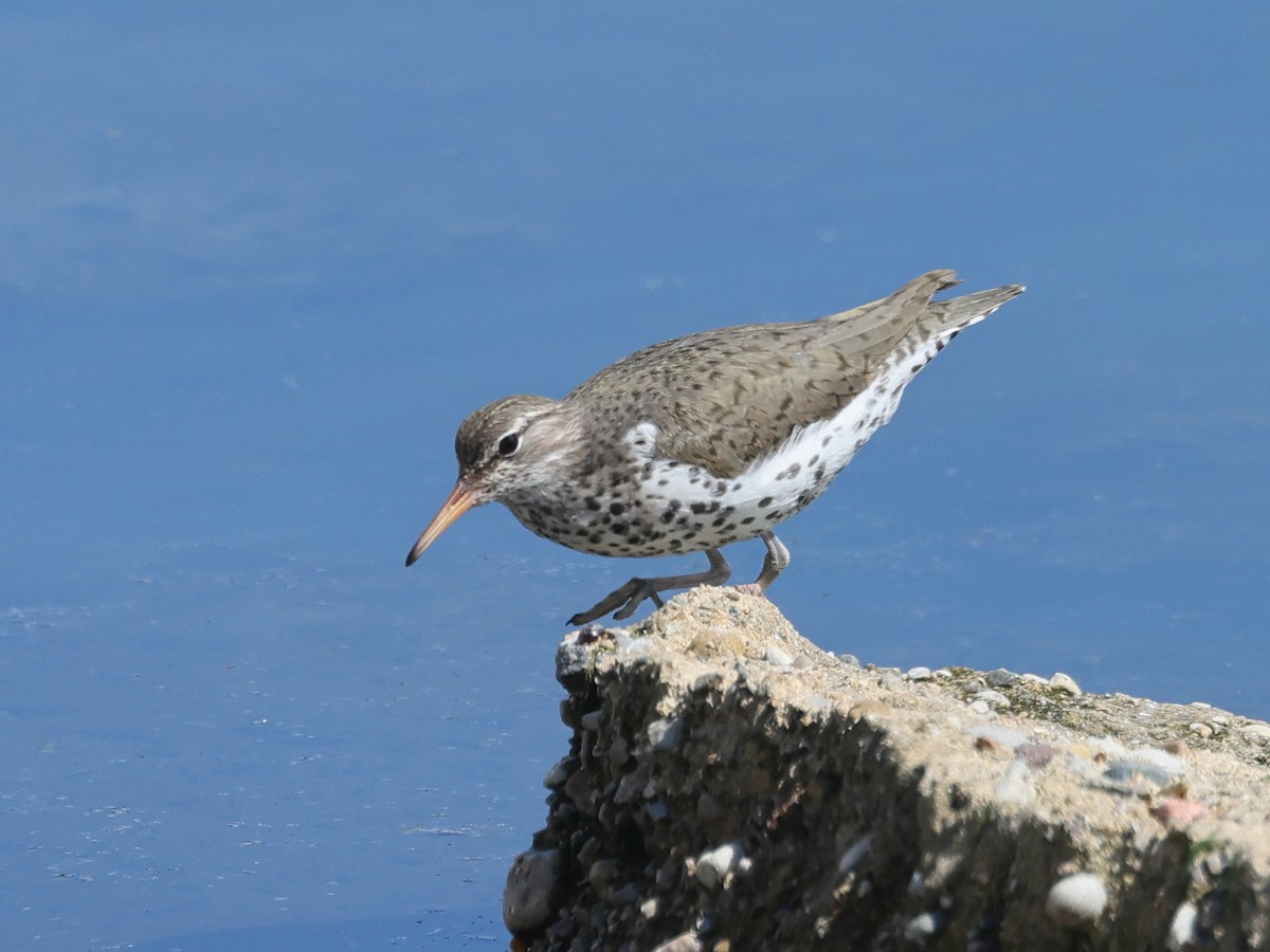 Spotted Sandpiper - Myles McNally