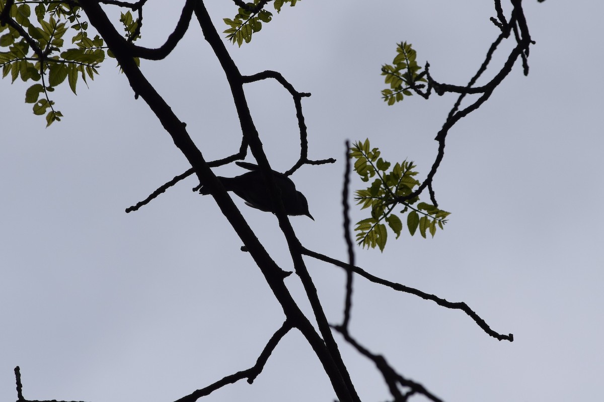 Gray Catbird - Constanza Ehrenhaus